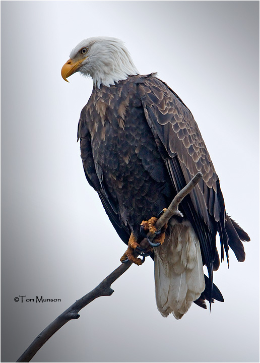  Bald Eagle