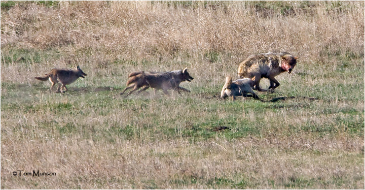  Wolf-Coyotes