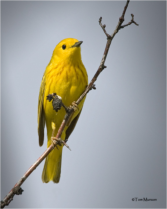  Yellow Warbler