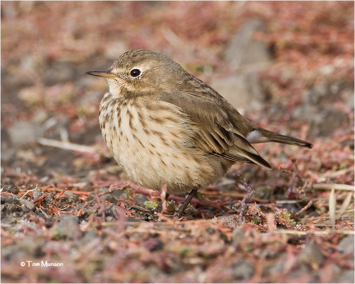  American Pipit