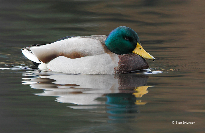 Mallard
