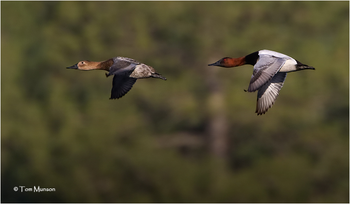 Canvasback