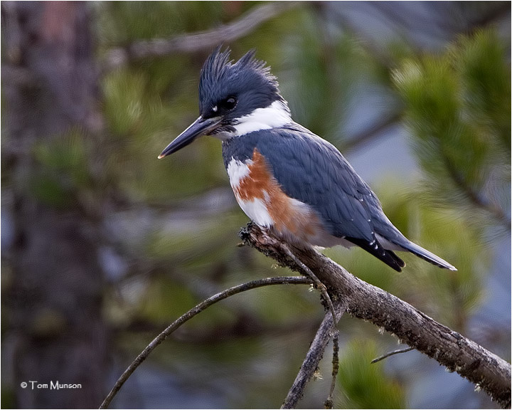 Belted Kingfisher (female)