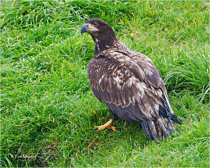  Bald Eagle