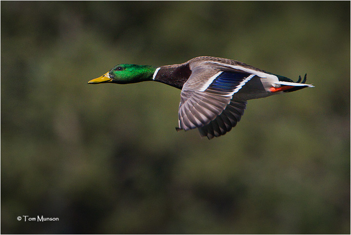 Mallard