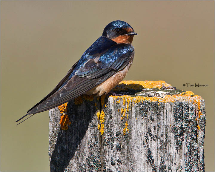 Barn Swallow