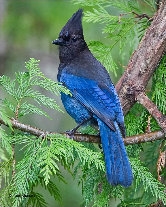 Stellers Jay