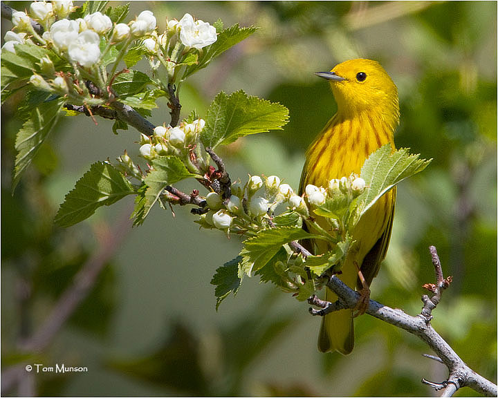  Yellow Warbler