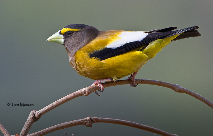 Evening Grosbeak