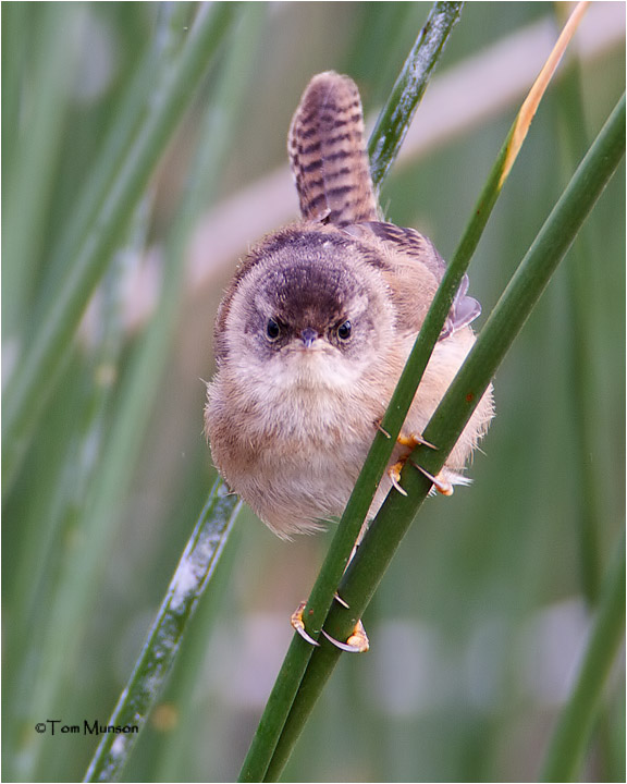  Marsh Wren (juvenile)