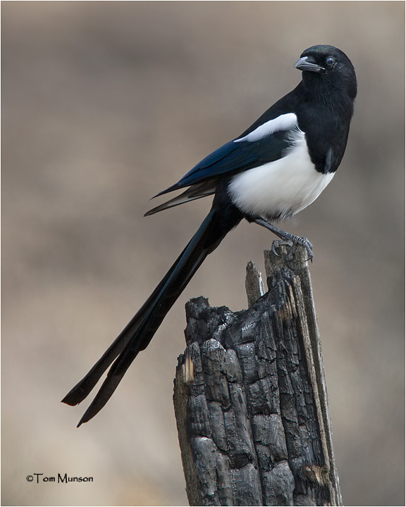 American Magpie