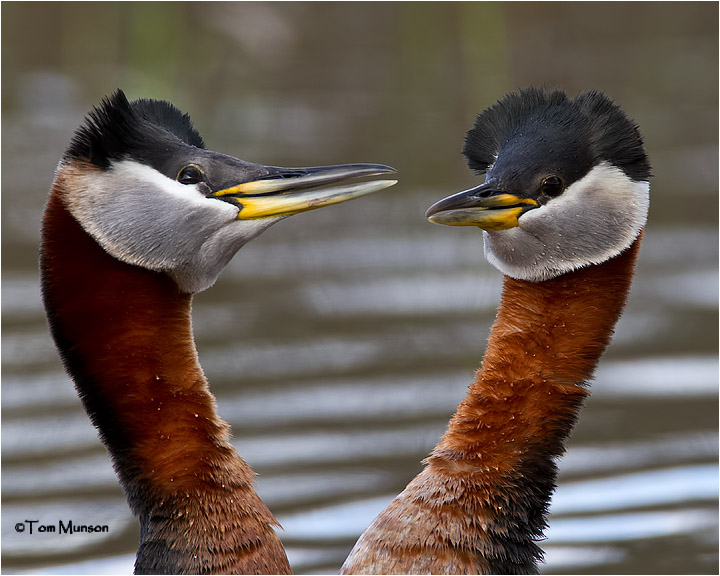  Red-necked Grebes