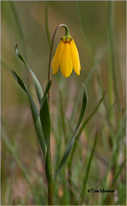  Yellow Bell