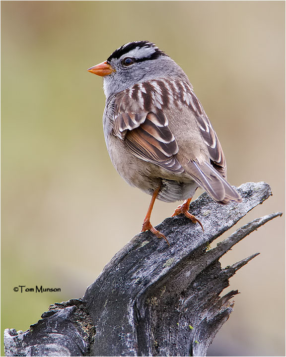 White-crowned Sparrow