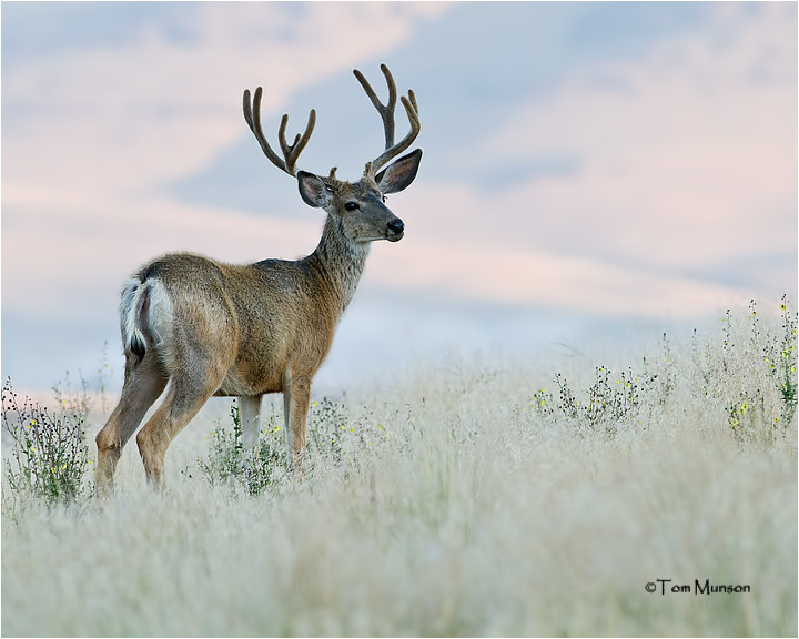  Mule Deer