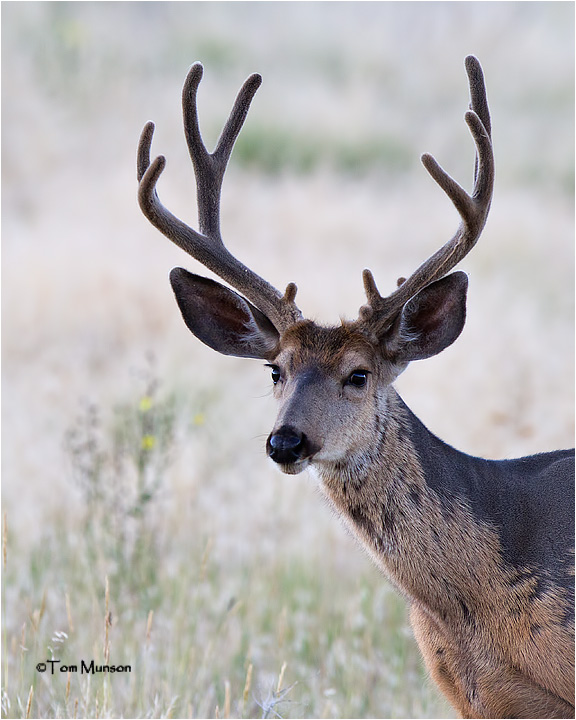  Mule Deer