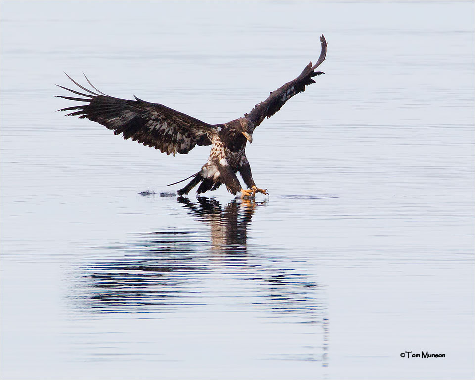  Bald Eagle  (juvenile)