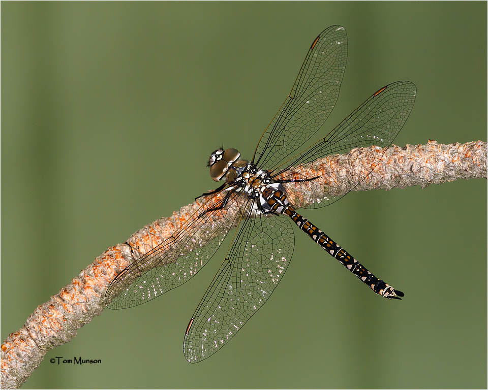 Cailfornia Darner Dragonfly
