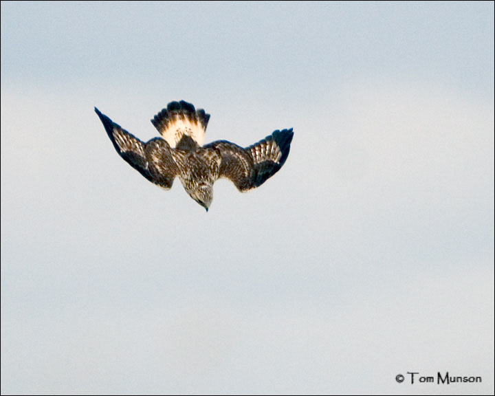 Rough-legged Hawk