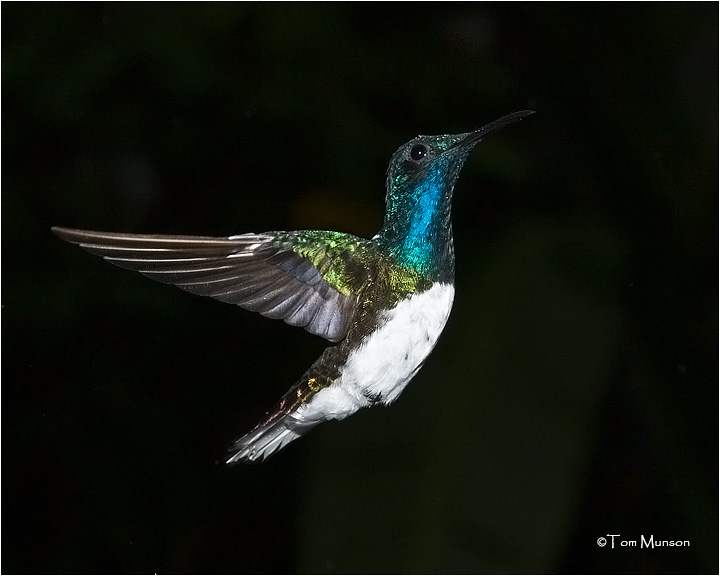  White-necked Jacobin