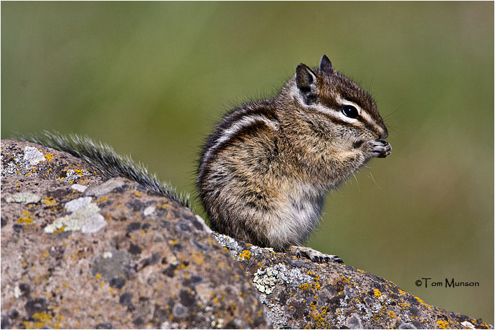  Chipmunk