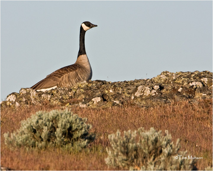  Canada Goose