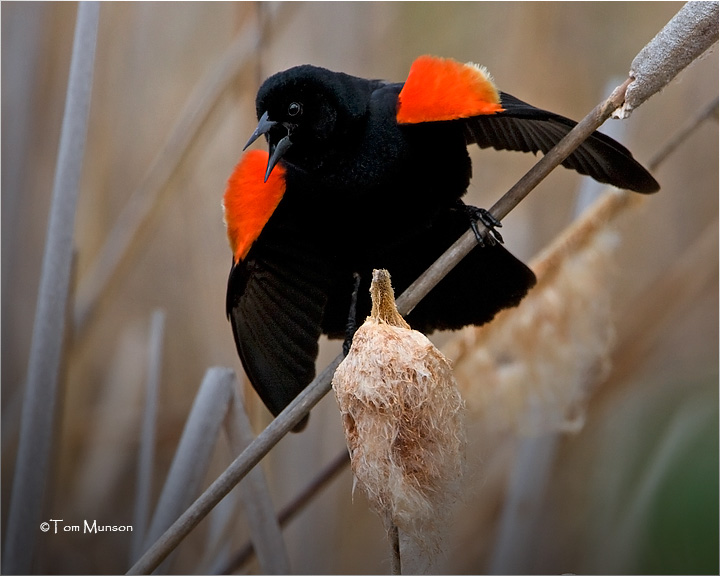  Red-winged Blackbird 