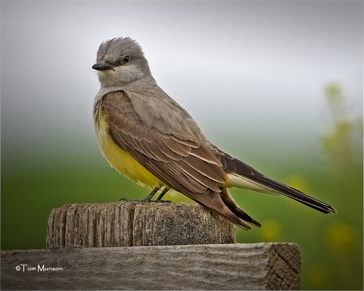 Western Kingbird