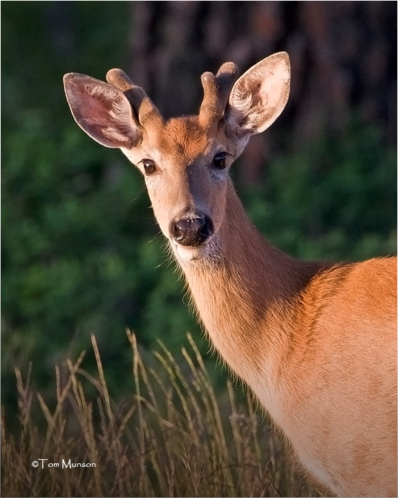  White tailed Deer