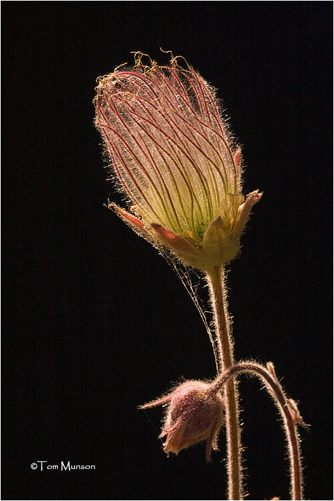  Prairie Smoke / Old Mans Beard