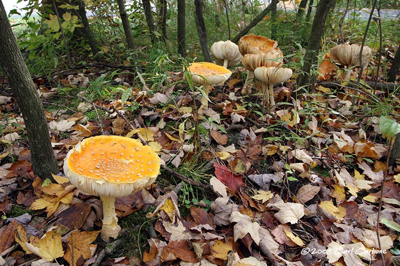 IMG_2651-mushroom_family.jpg