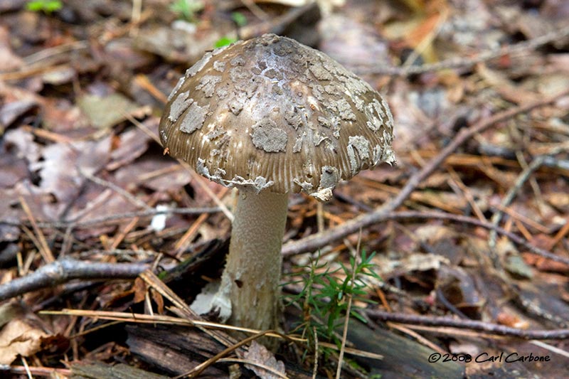 IMG_1889-mushroom.jpg