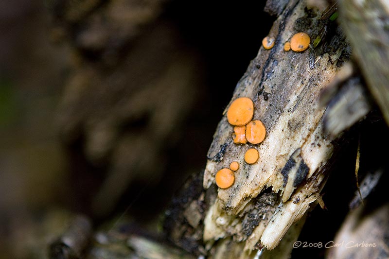 IMG_1868-mushroom.jpg