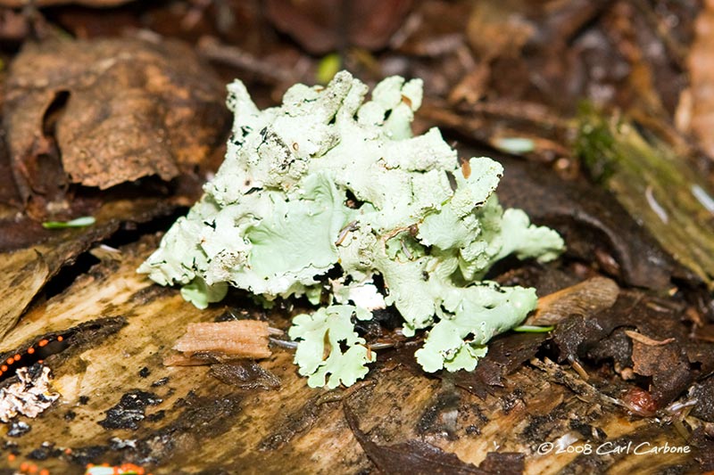 IMG_1871-mushroom.jpg