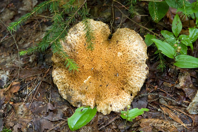 IMG_1876-mushroom.jpg