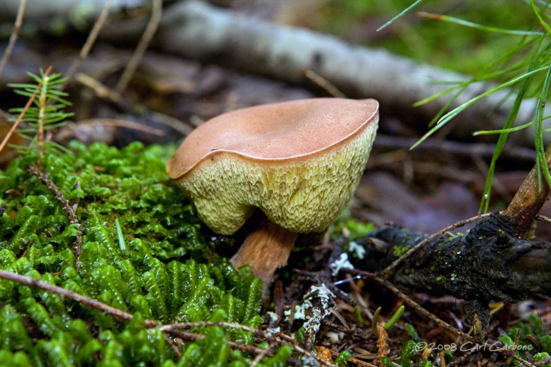IMG_1893-mushroom.jpg