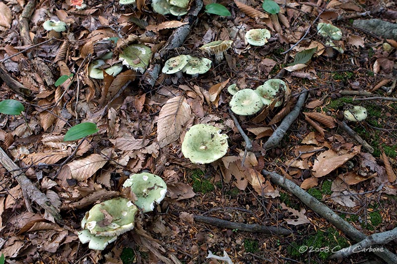 IMG_1711-mushrooms.jpg