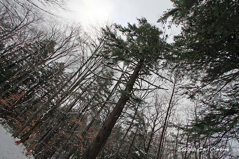 IMG_2733-trees.jpg