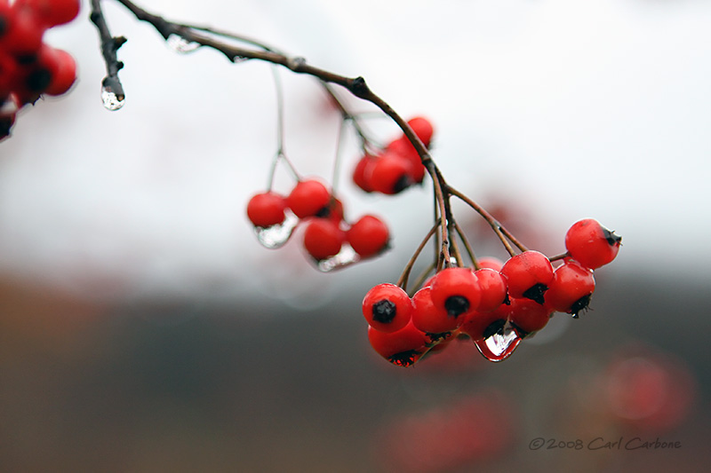 IMG_2693-hawthorn.jpg