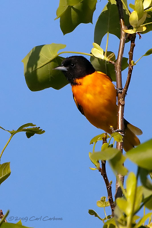 IMG_3471-Baltimore_Oriole.jpg