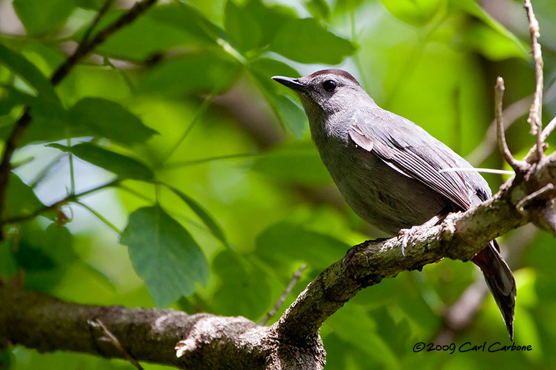 IMG_3527-Gray_Catbird.jpg