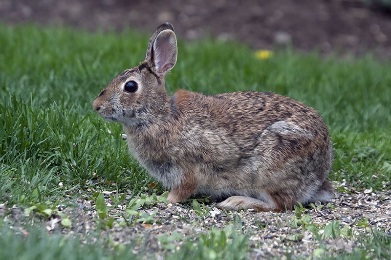 _MG_7163-Eastern_Cottontail_Rabbit.jpg