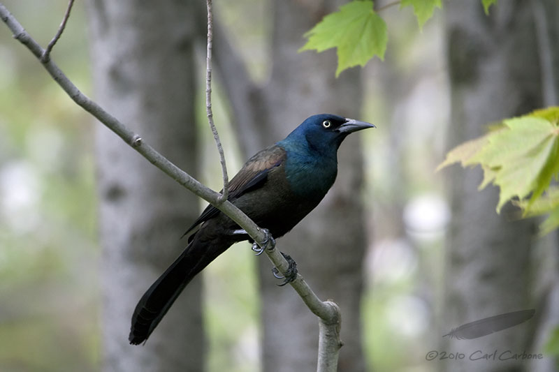 _MG_7127 - Common Grackle