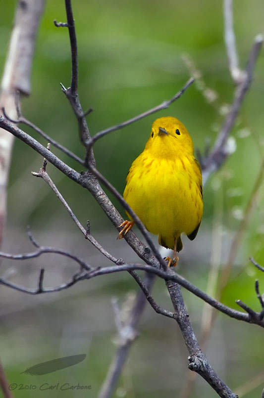 _MG_7278-Yellow_Warbler.jpg