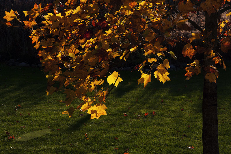 Fall Colors