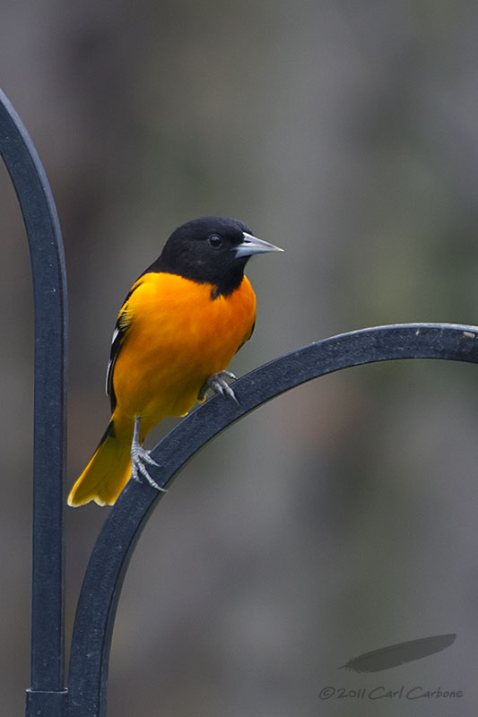 _MG_0674-Baltimore_Oriole.jpg