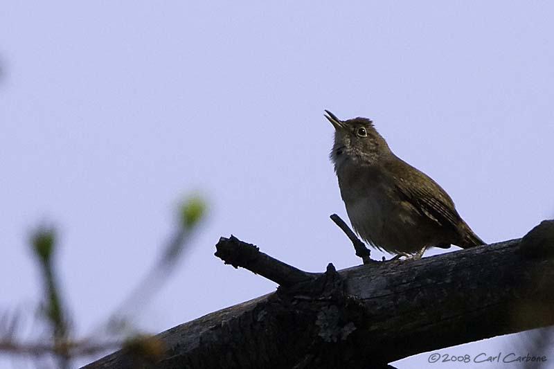 House Wren