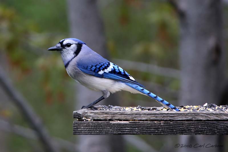 Blue Jay