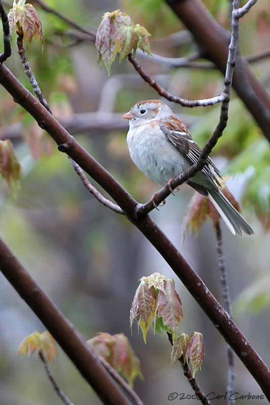 Field Sparrow