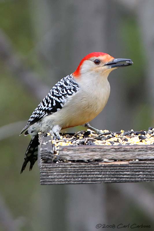Red-Bellied Woodpecker